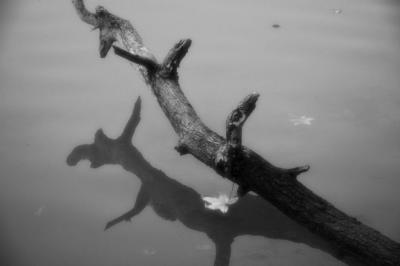 branch over water