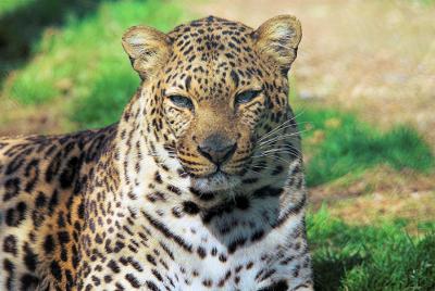 jaguar 1
