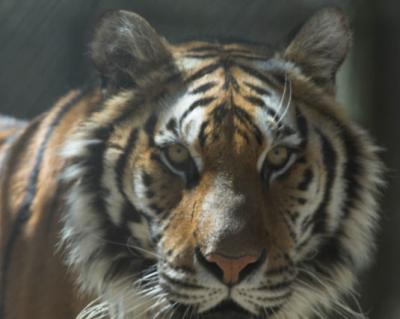 tiger3