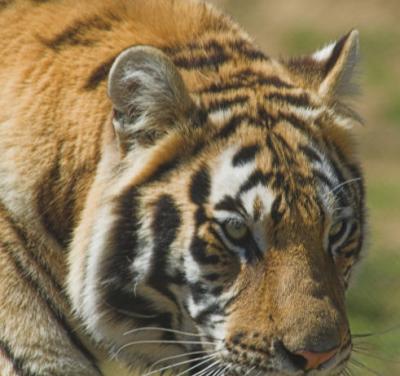 tiger5