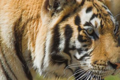 tiger7