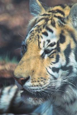 tiger8