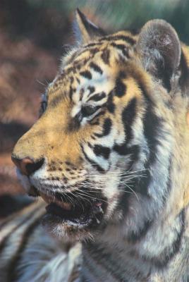 tiger9