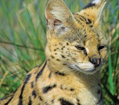 serval