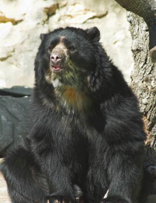 Spectacled  bear