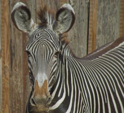 San Antonio Zoo