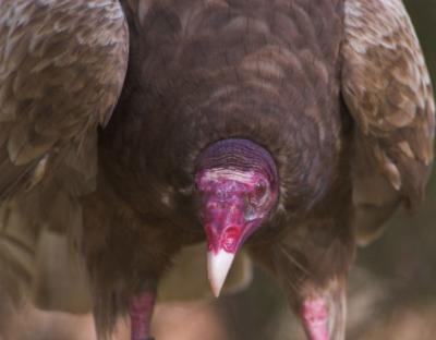 vulture 3