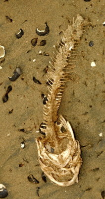 fish skeleton.jpg