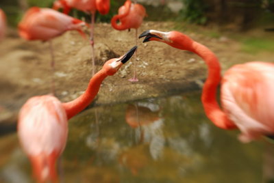 lens babie flamingos