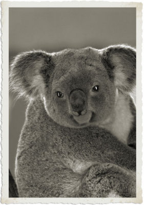 koala platnium