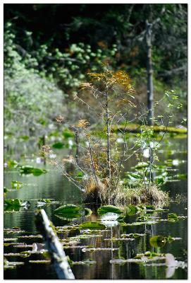 nature