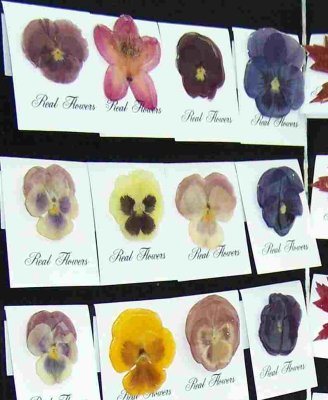 nursery_school_2010