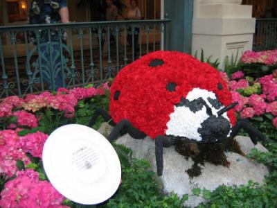 ladybug/flowers changed weekly