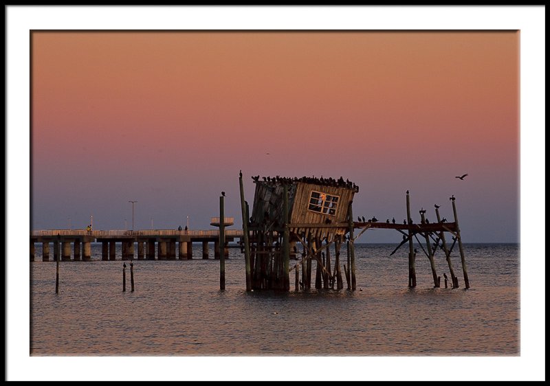 Anhingas Coming Home at Sunset