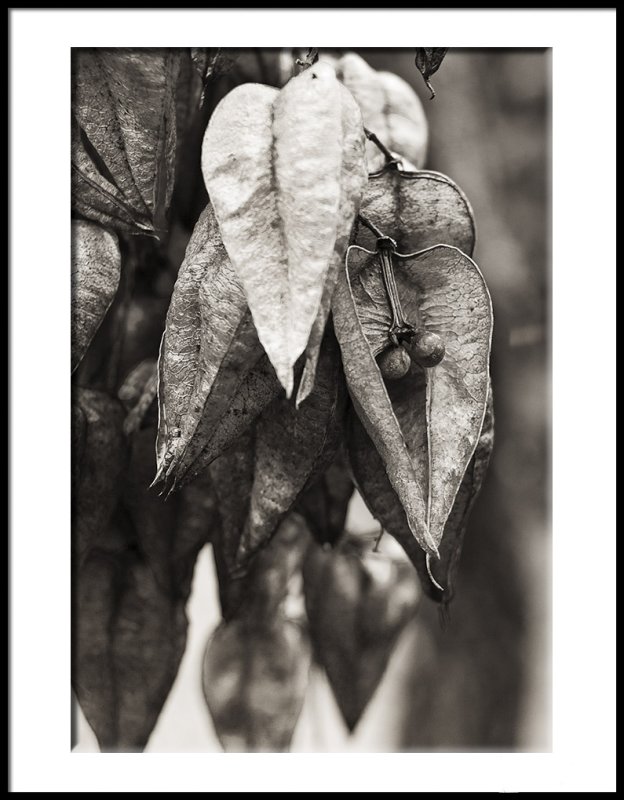Golden Raintree Pods Remaining
