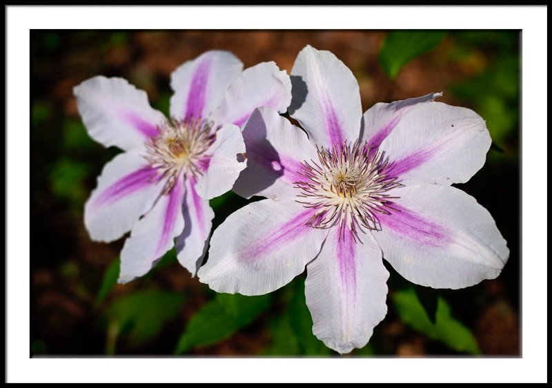 Clematis 1