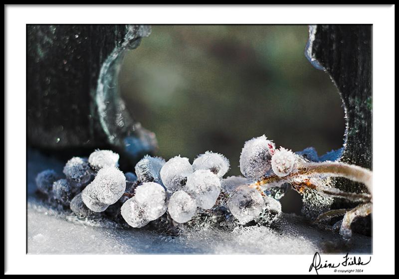 Frozen Pokeberries