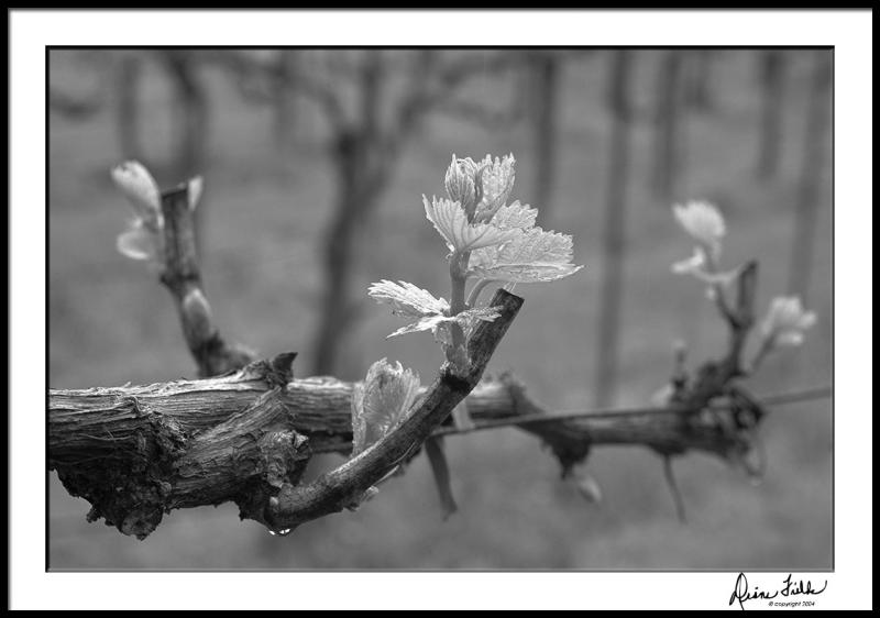 Bud Break