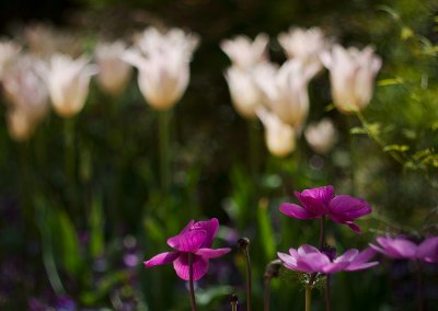 white tulips poppies 50 18.jpg