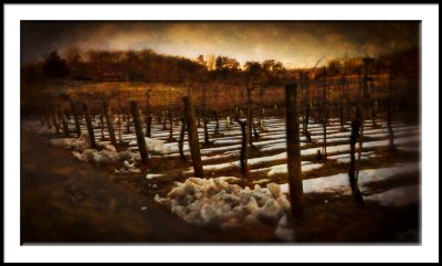 Snow in the Vineyards
