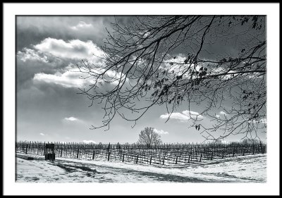 Winter  Vineyard