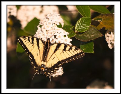 First Swallowtail of Spring-2