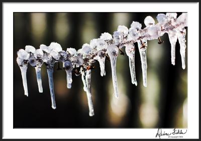Icey Branches
