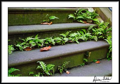 Stairs/Ferns/Leaves