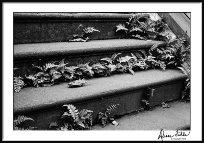 Stairs/Ferns/Leaves Mono