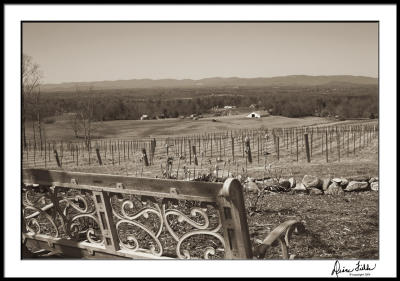 Vineyard Valley with Bench