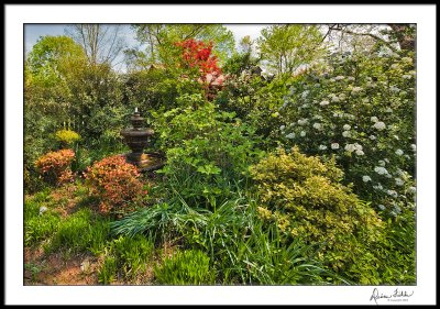 Entrance Garden, fountain side with viburnums