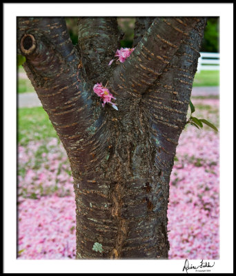 Cherry Blossom in Tree Crotch