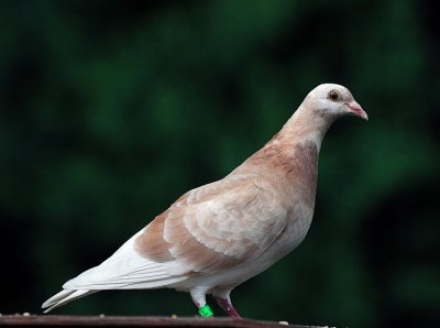 Homing Pigeon on the bird feeder