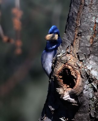 Blue Jay