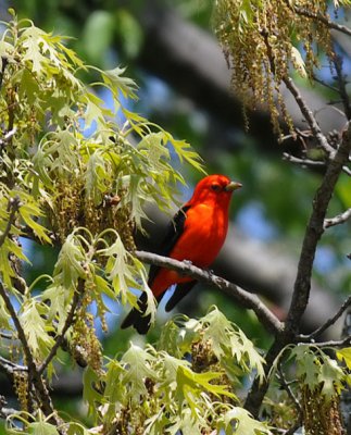 Scarlet Tanager