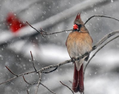 Cardinals