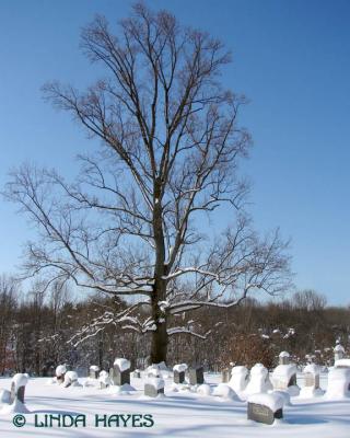 CEC Cemetery Tree S1835