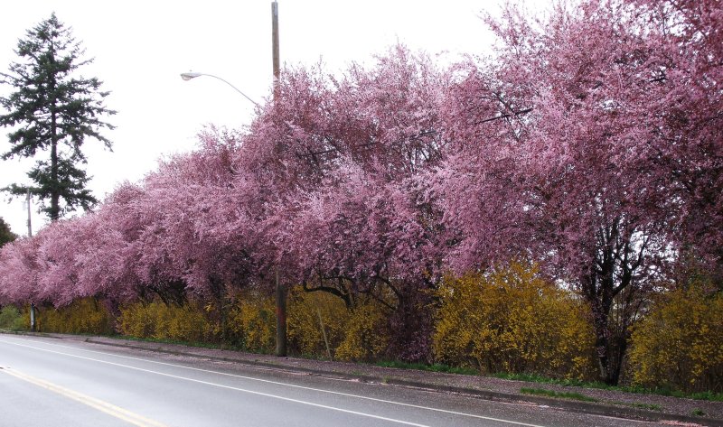 Spring symphony: Cherry and Forsythia