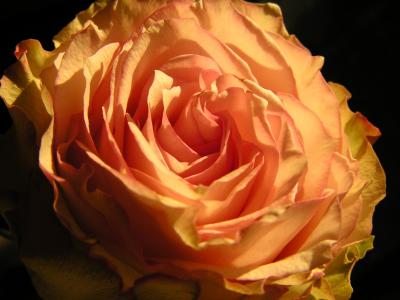 CAROLYN'S ROSE