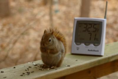 TODAY WILL BE HIGH IN THE 50'S, but rain coming tomorrow so gather nuts today!