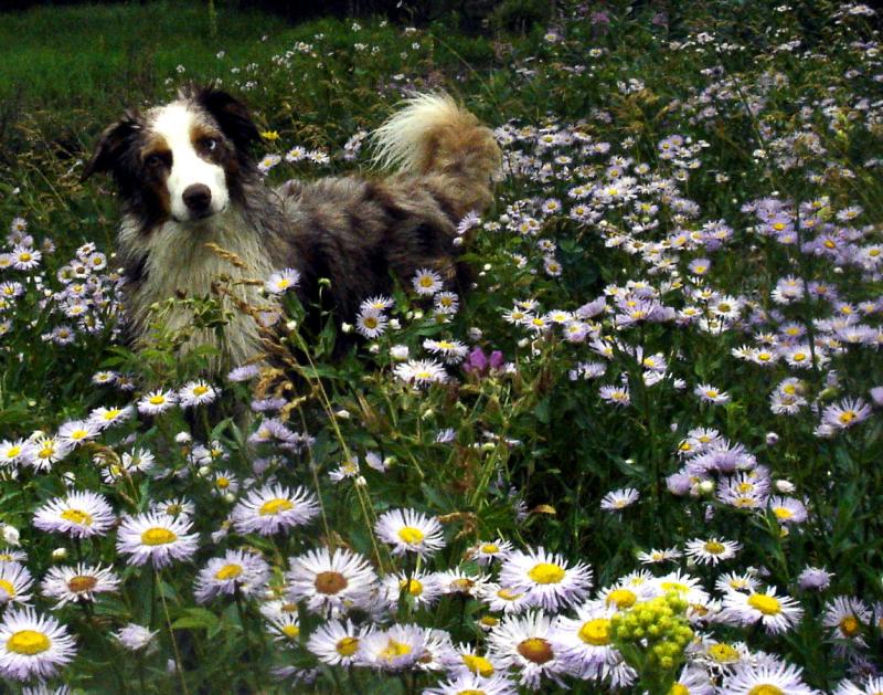 Spring Flowers