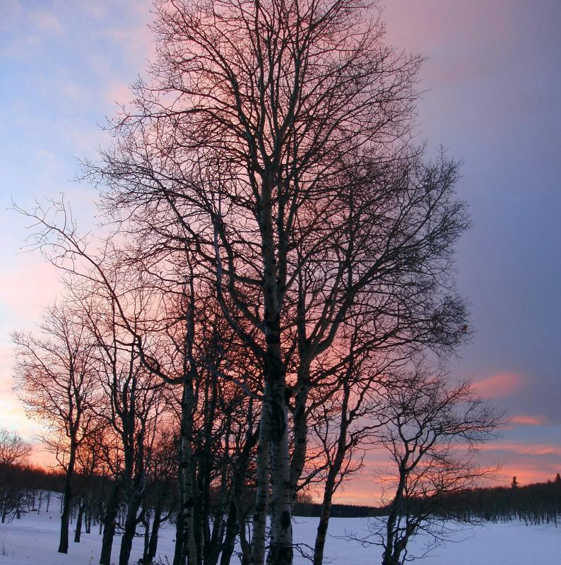 Pink Tree