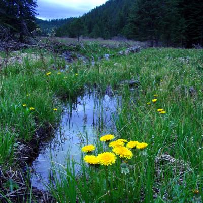 Dandelions