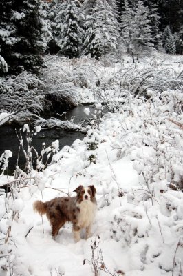 Snow Dog