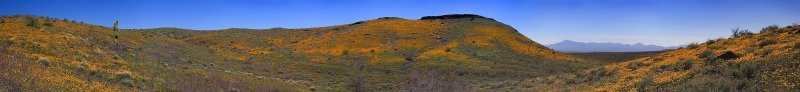 Plethora of Poppies  (click on either large or original - see 7 lines below)