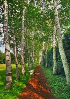 Birch Path  Staint-Gaudens National Park