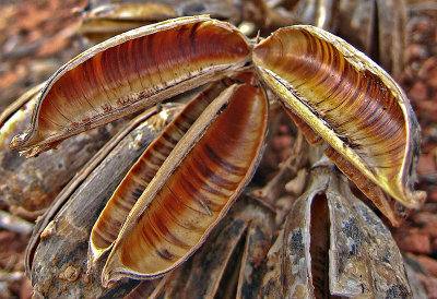 IMG_3896 Pods on the Tea Cup Trail