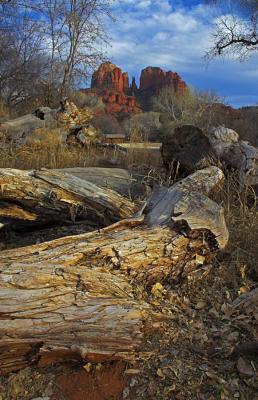 _MG4980-logs--catherdral.jpg