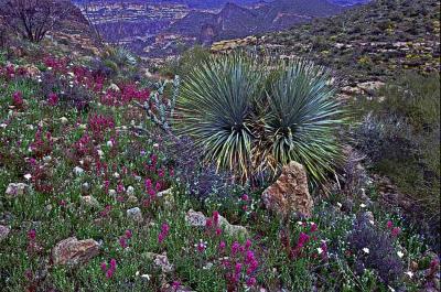 Apache Trail Cactus and Friends