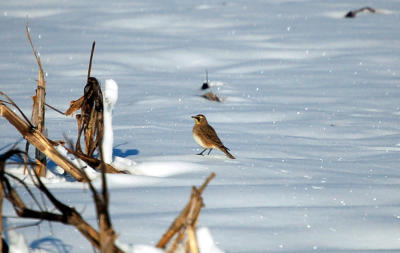 g3/00/517600/3/56139421.HornedLark.jpg